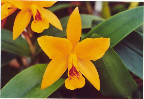 Mandarin Orchid betsul